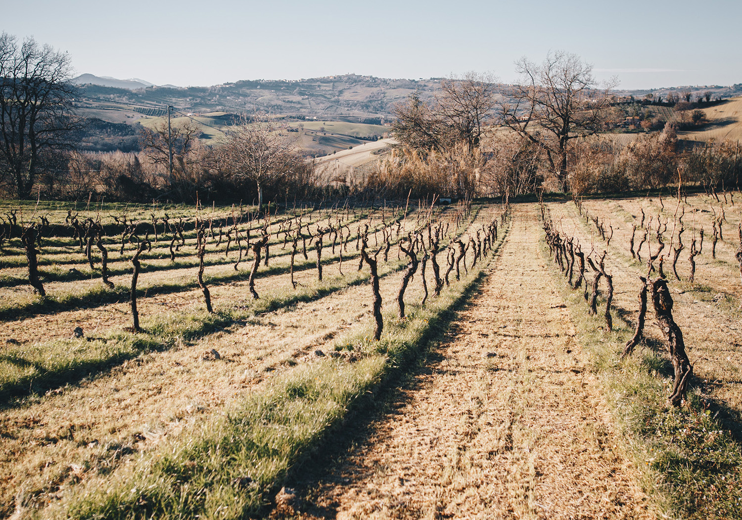 Vine
